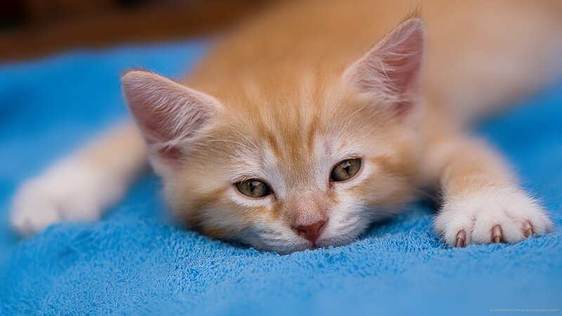 Orange Kitten on Blue Blanket — Calm
