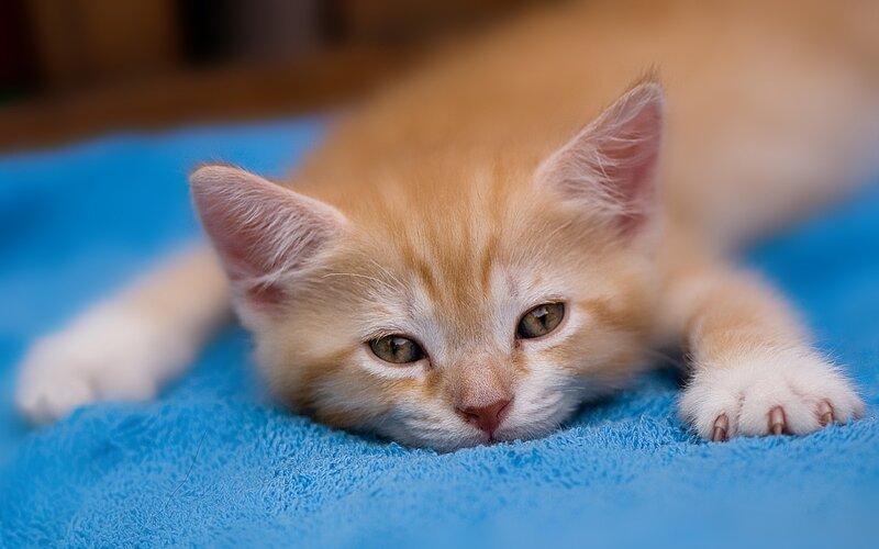 orange kitten on blue blanket