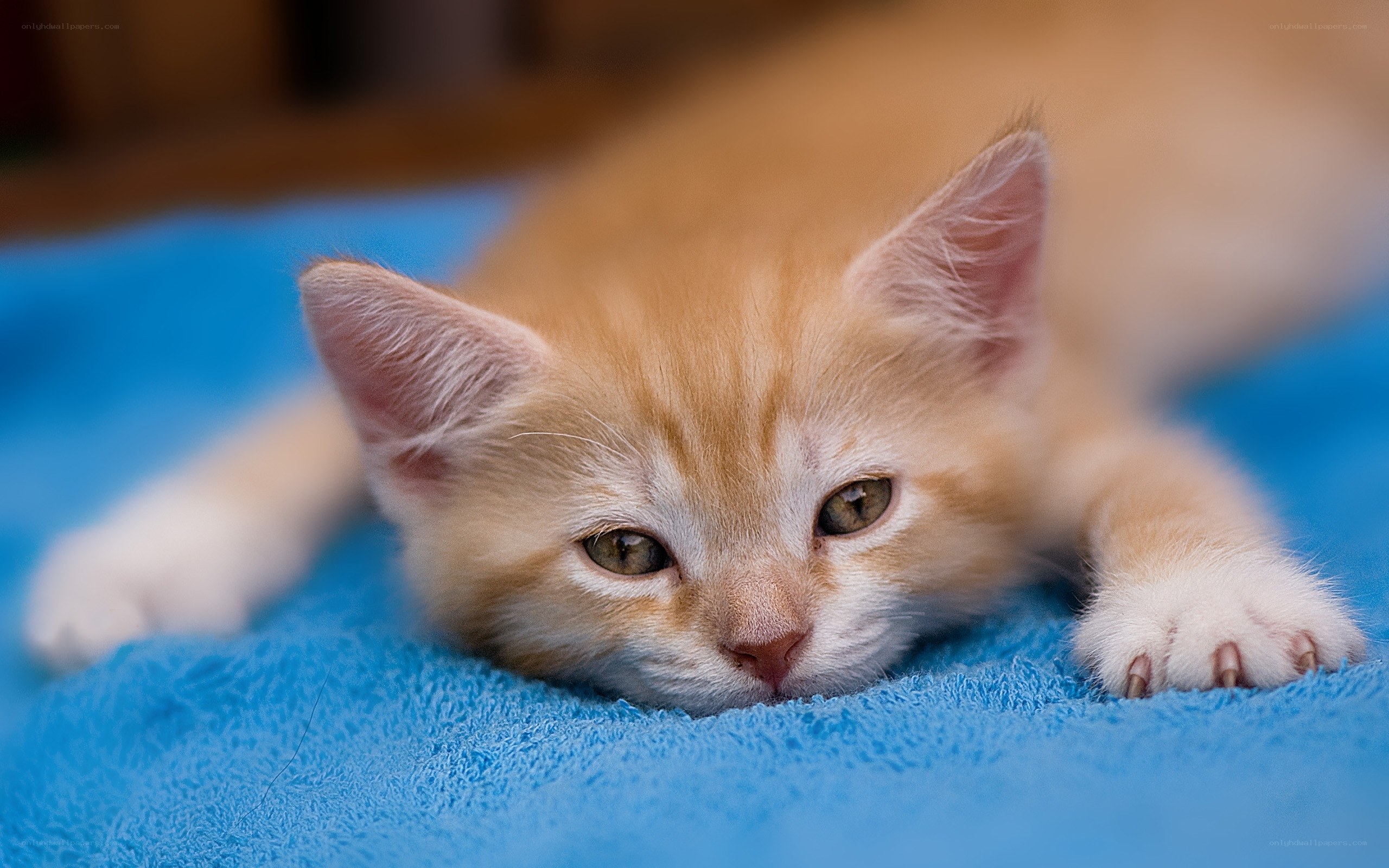 orange kitten on blue blanket