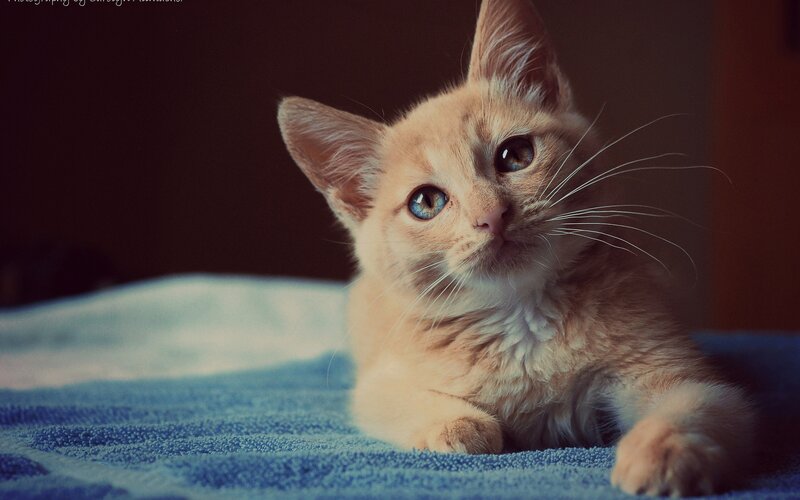 Orange Kitten on Blue Towel — Calm