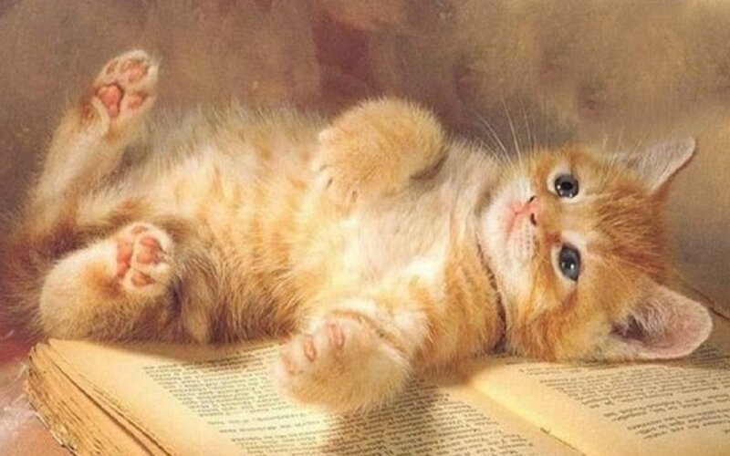Orange Kitten on Book — Calm, Painting