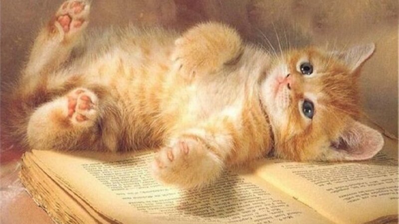 Orange Kitten on Book — Calm, Photograph, Paws