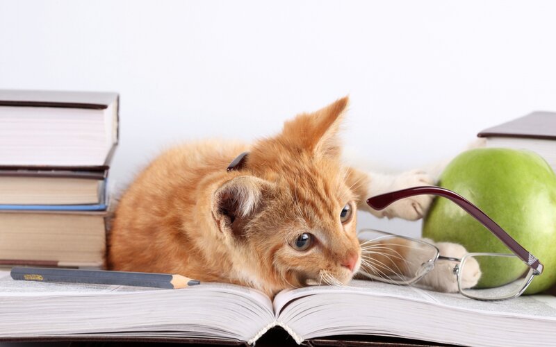 Orange Kitten on Book — Calm, Photograph