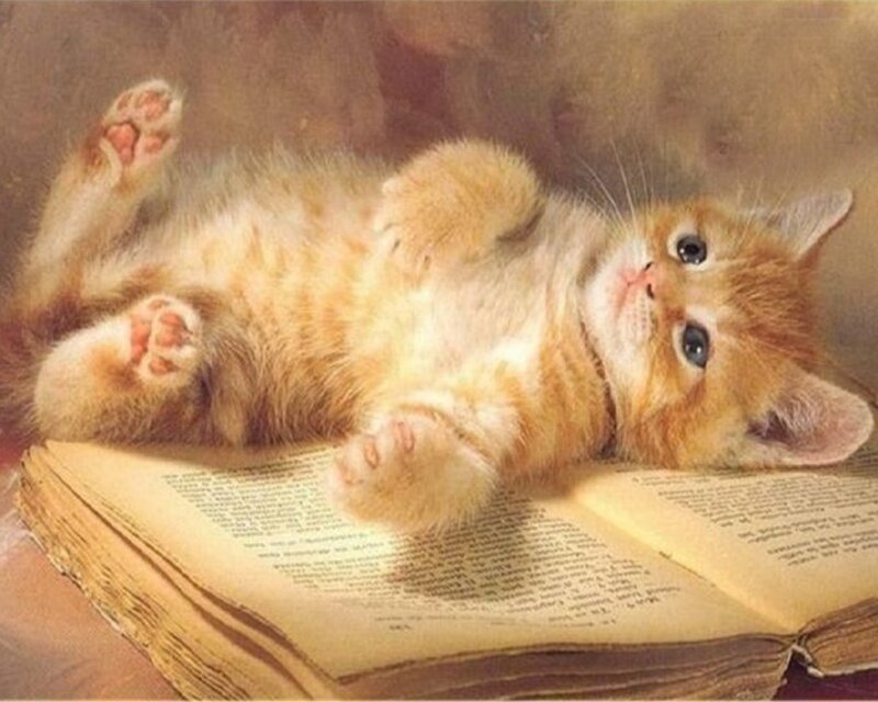 Orange Kitten on Book