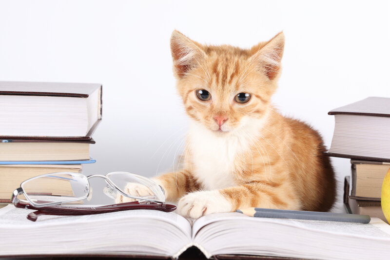 Orange Kitten on Books — Calm, Photograph