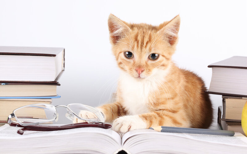 Orange Kitten on Books — Calm