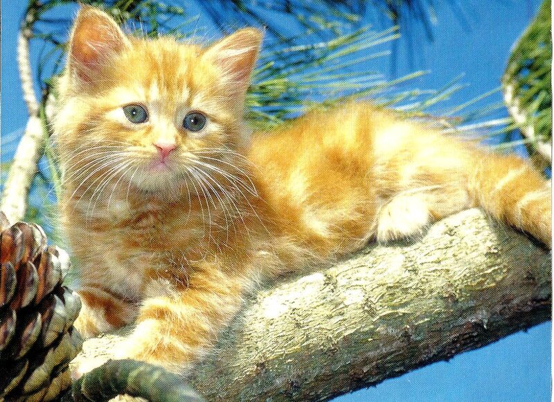 Orange Kitten on Branch — Calm