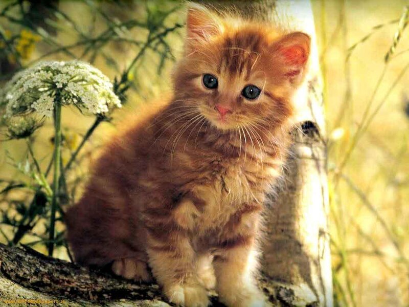 Orange Kitten on Branch