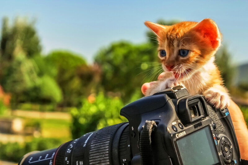 Orange Kitten on Camera