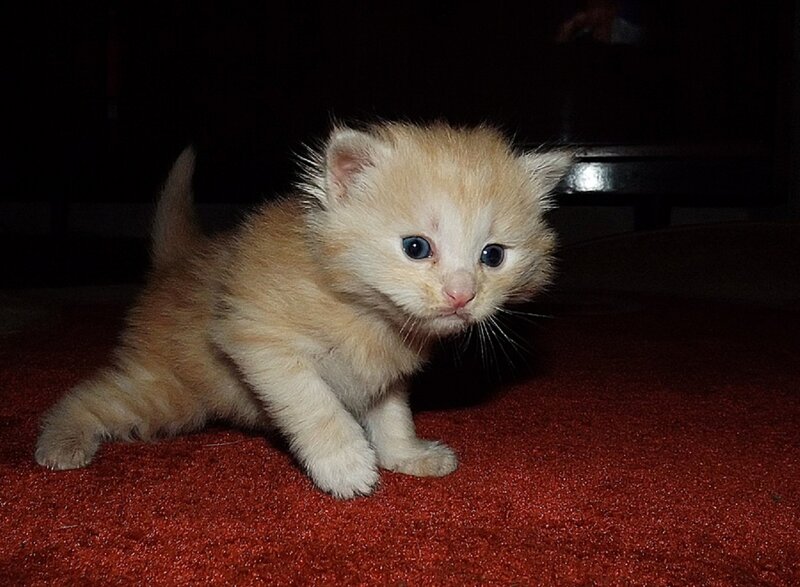 Orange Kitten on Carpet