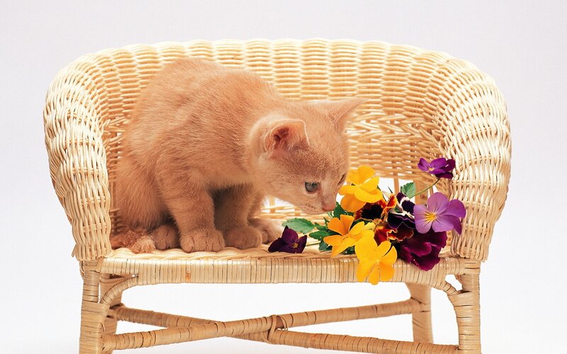 Orange Kitten on Chair — Calm, Photograph, Flowers, Wicker Chair