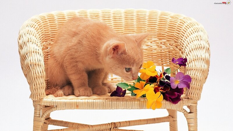 Orange Kitten on Chair — Calm, Photograph