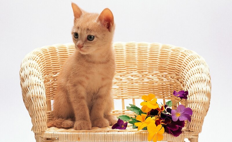 Orange Kitten on Chair — Calm, Photograph, Wicker Chair