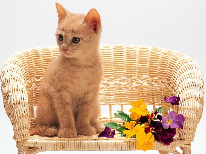 Orange Kitten on Chair