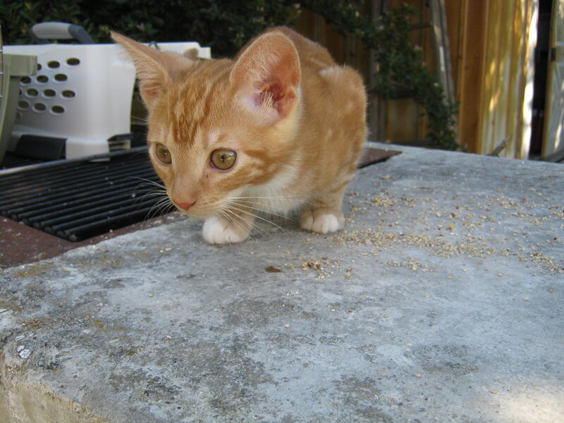 orange kitten on concrete
