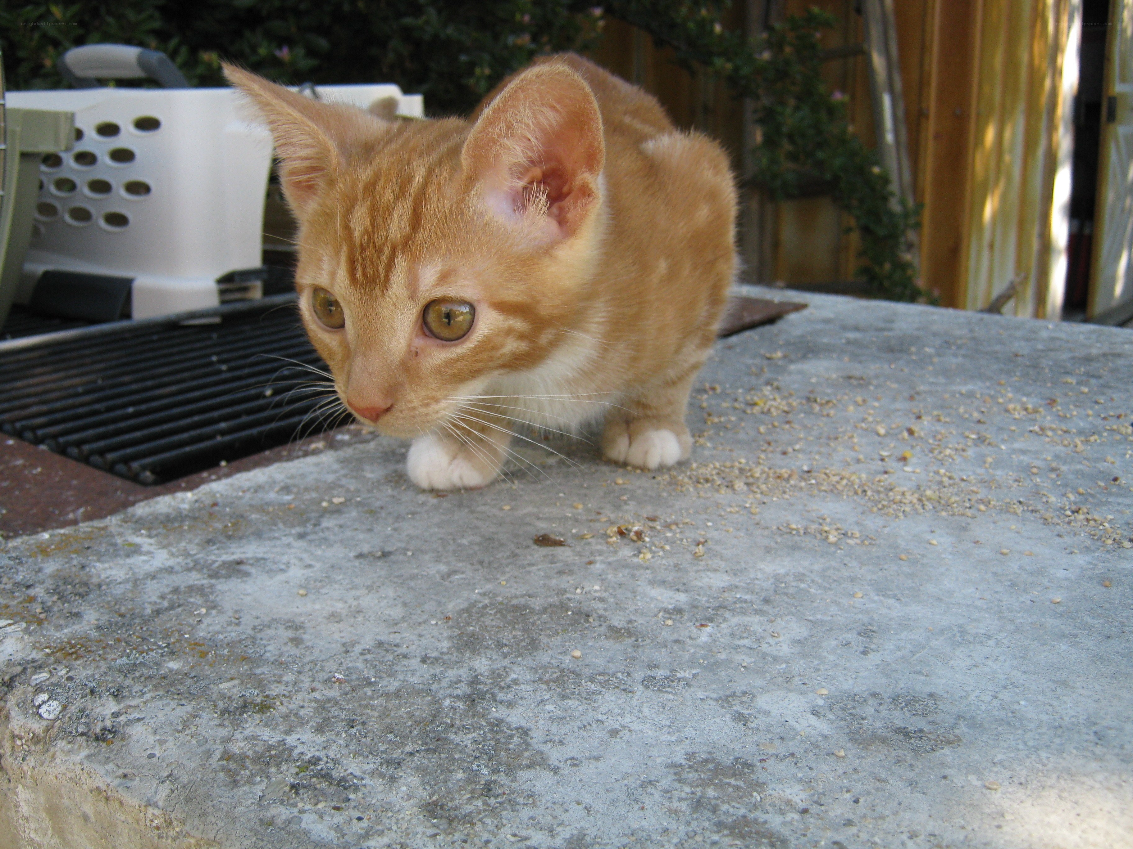 orange kitten on concrete