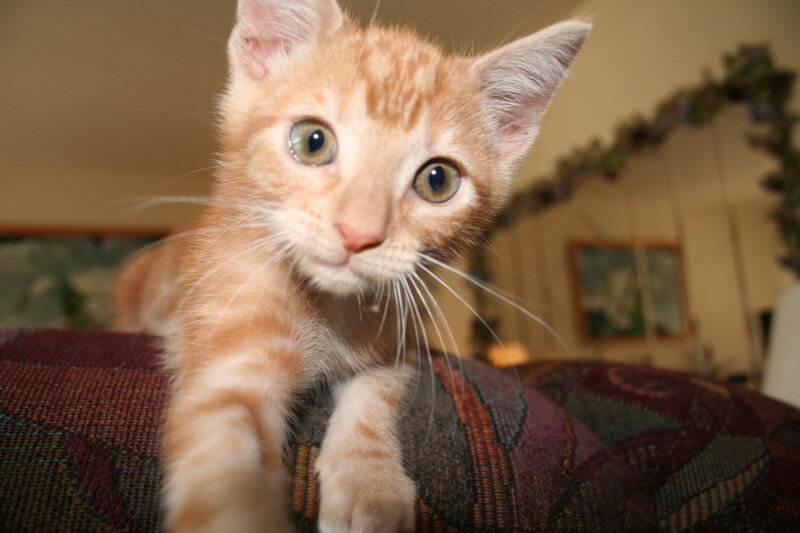 orange kitten on couch