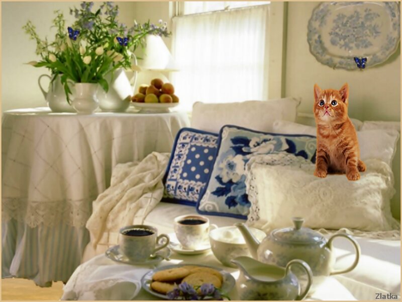 Orange Kitten on Couch — White
