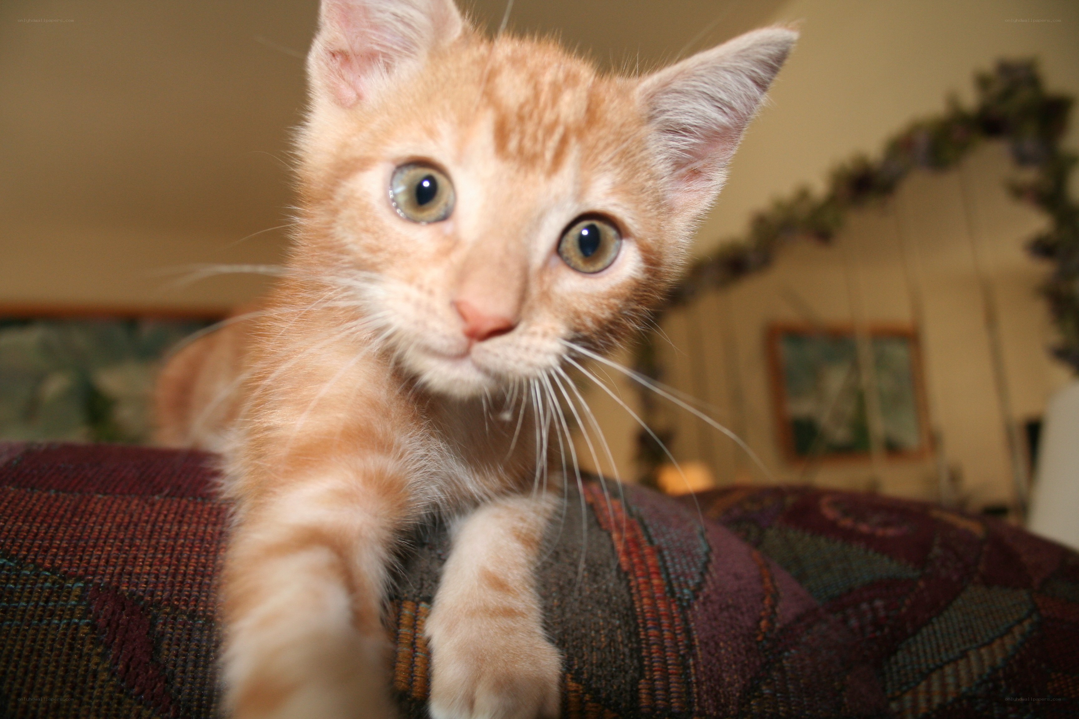 orange kitten on couch