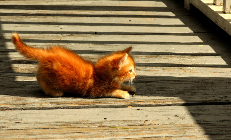 Orange Kitten on Deck