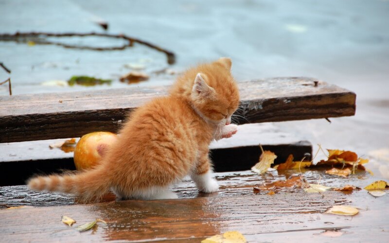 Orange Kitten on Dock — Calm, Autumn