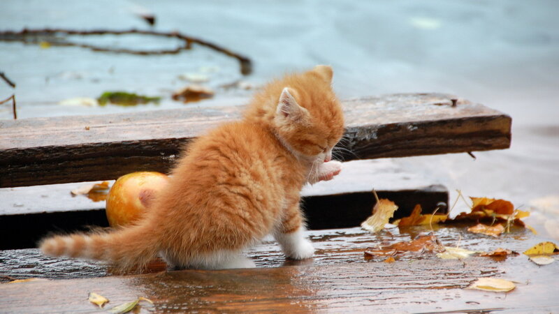 Orange Kitten on Dock
