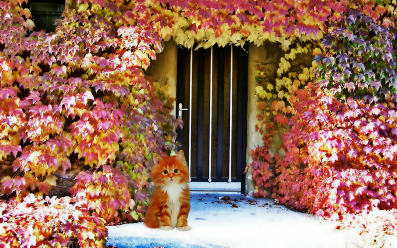 Orange Kitten on Doorstep