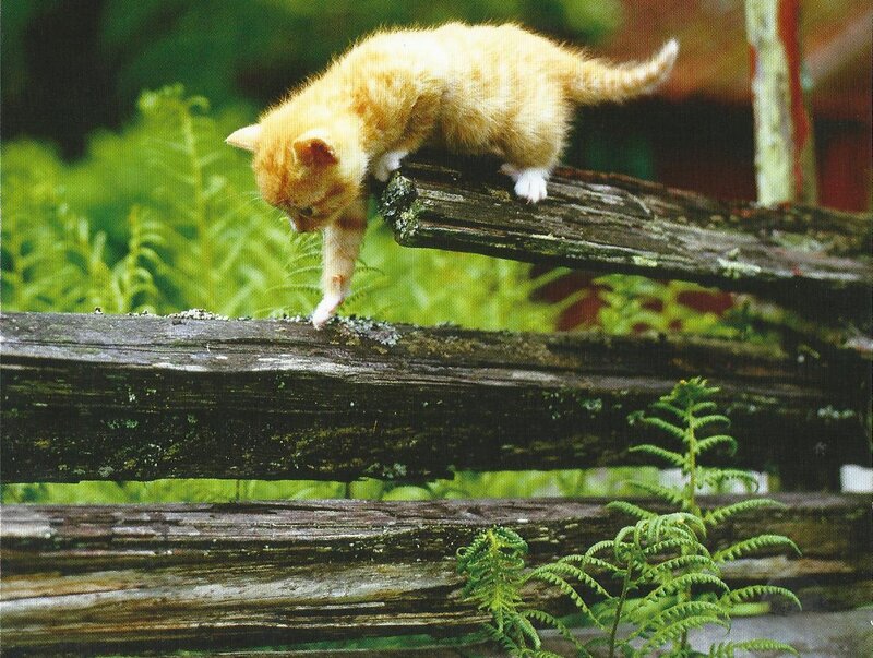 Orange Kitten on Fence — Calm