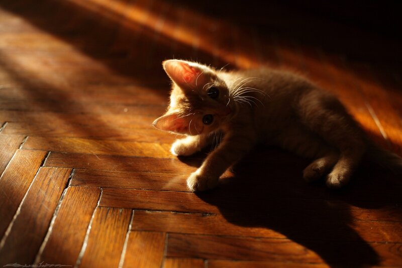 Orange Kitten on Floor