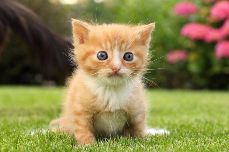 Orange Kitten on Grass — Calm