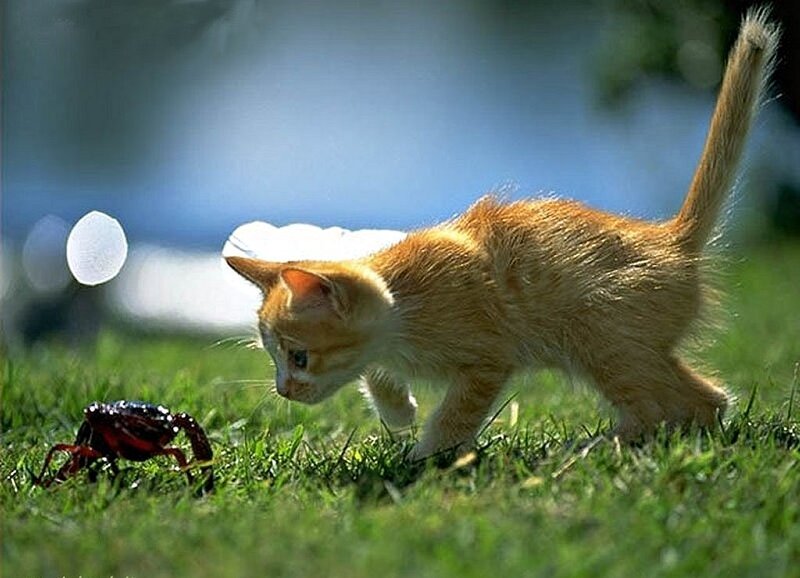 Orange Kitten on Grass — Green, Curious