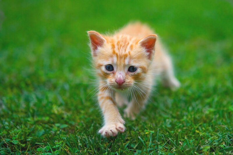 Orange Kitten on Grass — Green, Playful