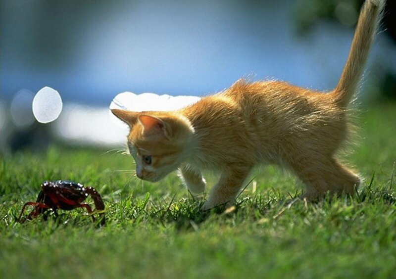 Orange Kitten on Grass — Green