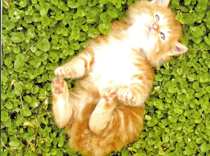 Orange Kitten on Grass — Playful