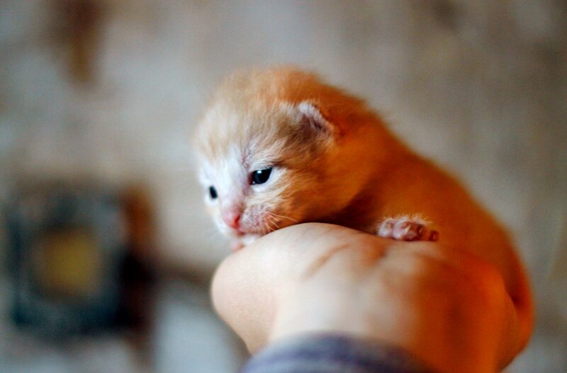 Orange Kitten on Hand — Calm