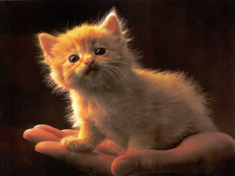 Orange Kitten on Hand — Dramatic