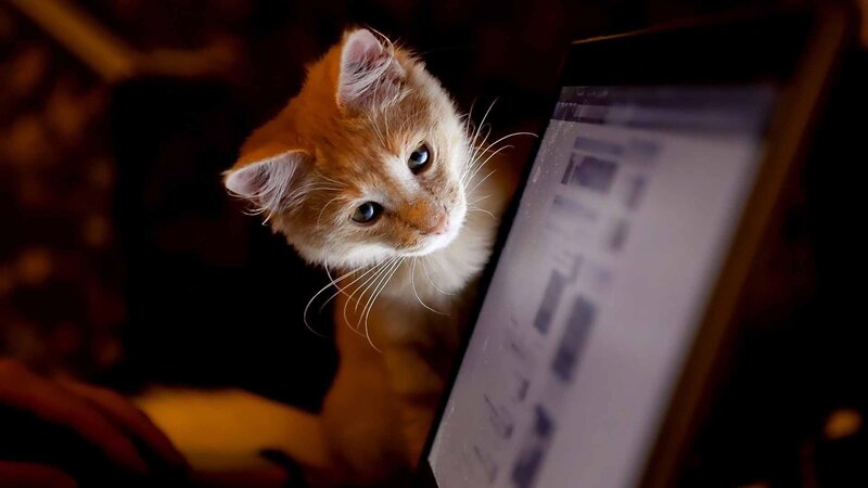 Orange Kitten on Laptop — Curious, Night, Photograph, Screen