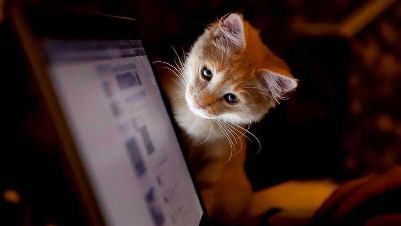 Orange Kitten on Laptop — Curious, Night, Photograph