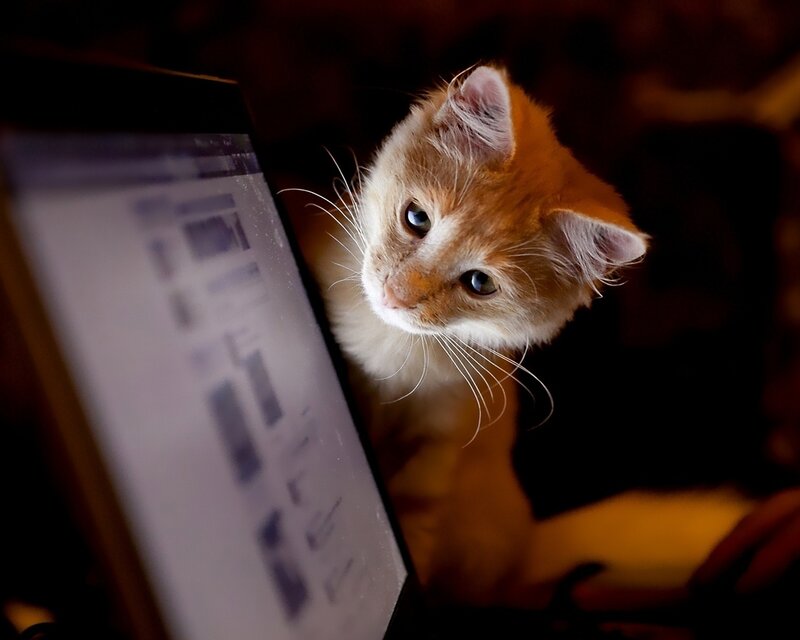 Orange Kitten on Laptop — Curious, Night