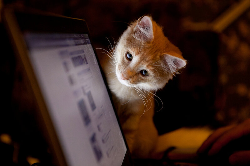 Orange Kitten on Laptop