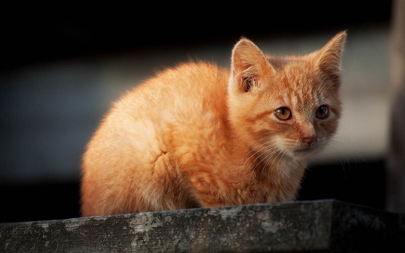 Orange Kitten on Ledge