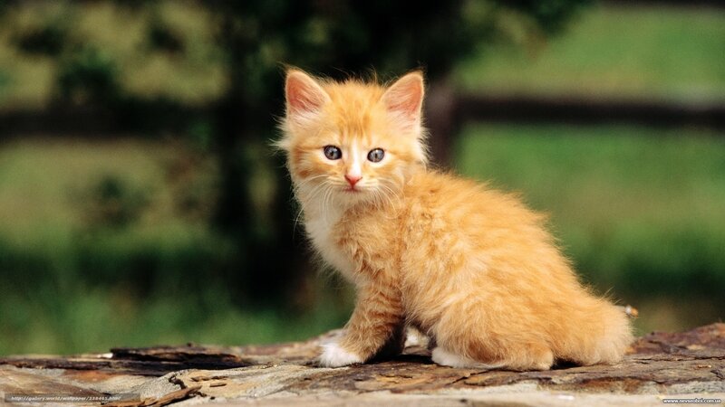 Orange Kitten on Log — Calm, Afternoon