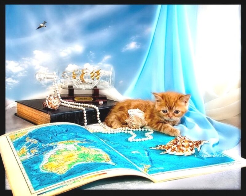 Orange Kitten on Map