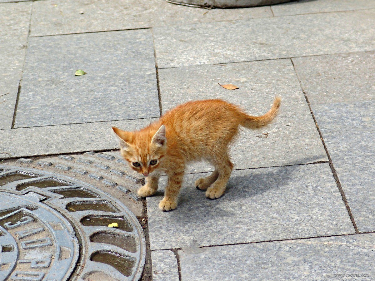 orange kitten on pavement
