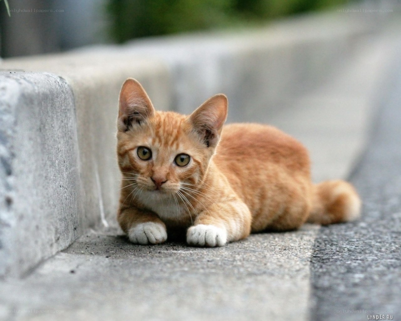 orange kitten on pavement