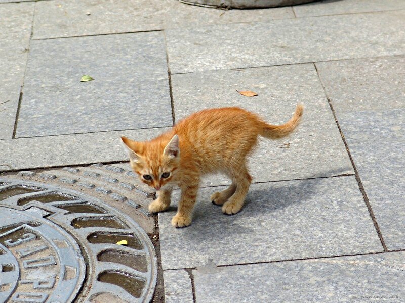 Orange Kitten on Pavement — Calm, Afternoon, Photograph