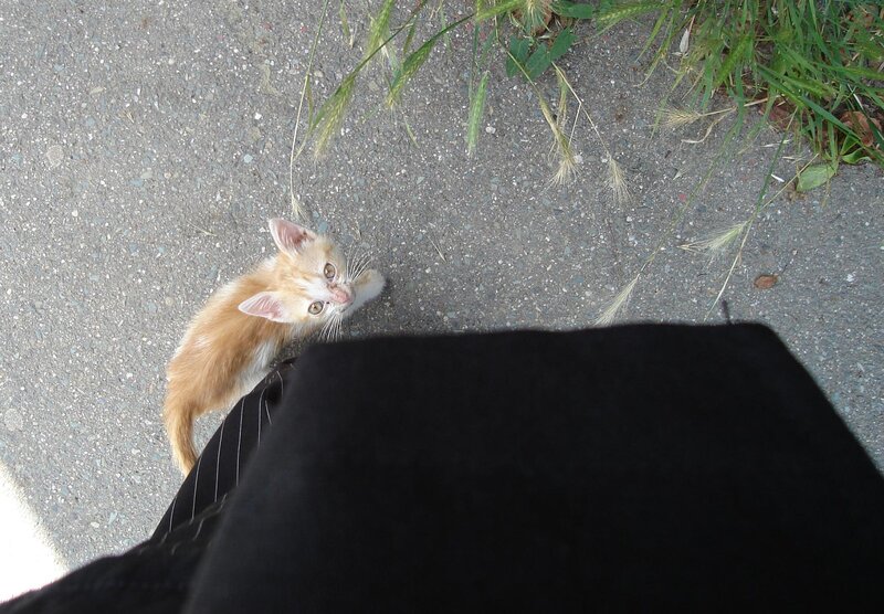 Orange Kitten on Pavement — Calm, Afternoon