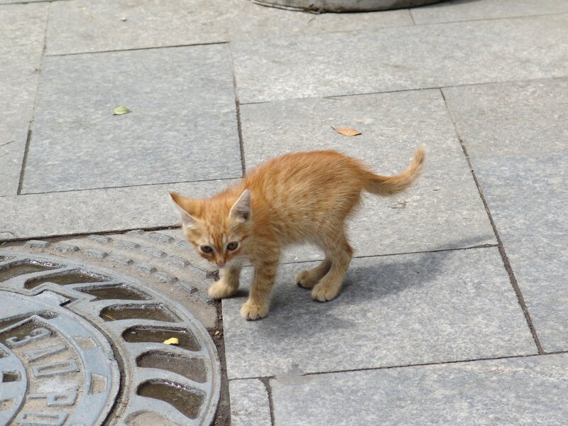 Orange Kitten on Pavement — Calm