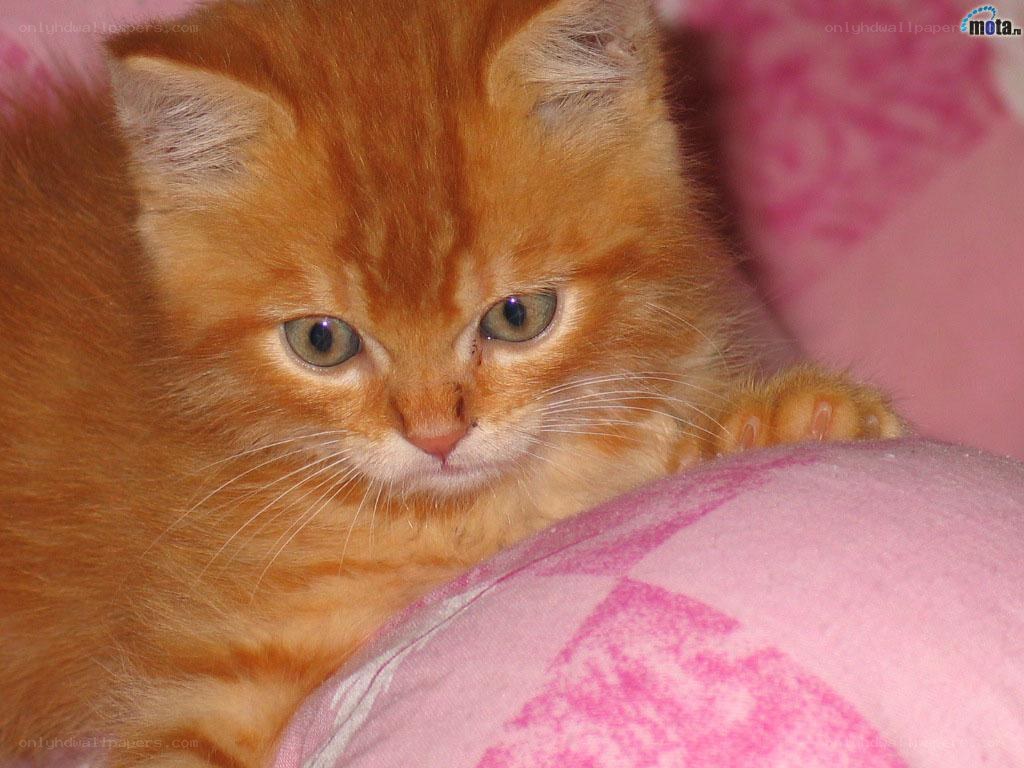 orange kitten on pink blanket