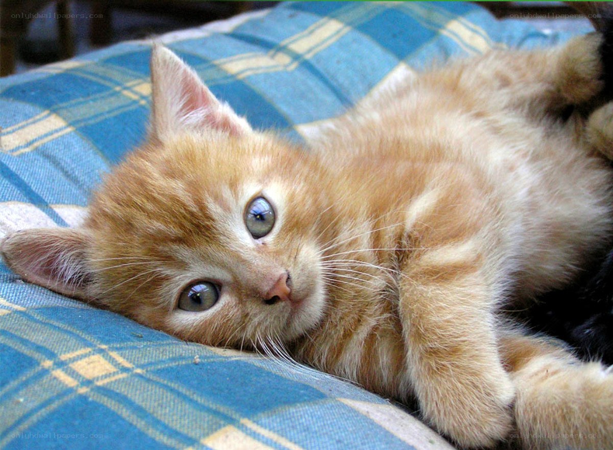orange kitten on plaid blanket